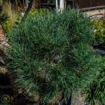 Borovica lesná (Pinus Sylvestris) ´GLAUCA´ - výška 200-230 cm, kont. C230L - POMPONS (-30°C)